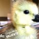 Pequeño ganso no se aparta del hombre que lo rescató I Pequeño y Valiente | El Dodo