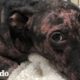 Perrita abandonada se transforma completamente | El Dodo