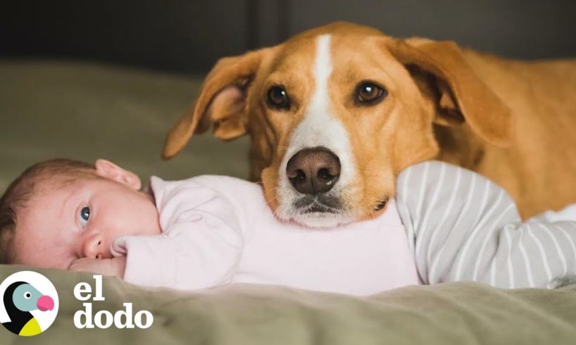 Perro ayuda a cuidar a su hermanita bebé I El Dodo