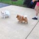 Pomeranian cute teddy puppy walking out-funny video cutest pets