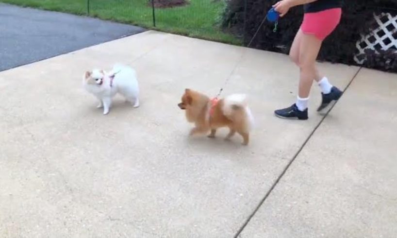 Pomeranian cute teddy puppy walking out-funny video cutest pets