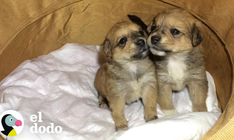 Rescatista encuentra cachorritas abandonadas en una caja afuera de su refugio I El Dodo