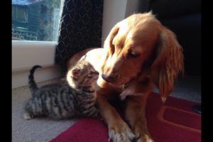 The Cutest Puppy and Kitten Friendship * Watch in HD*