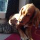 The Cutest Puppy and Kitten Friendship * Watch in HD*