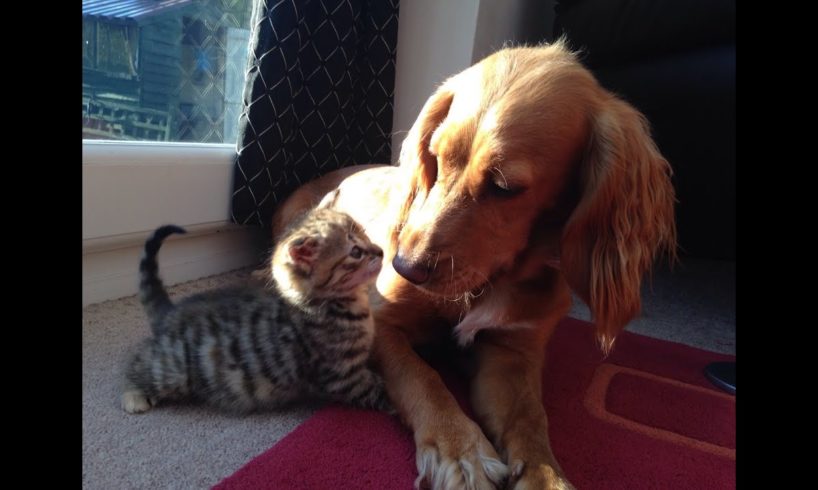 The Cutest Puppy and Kitten Friendship * Watch in HD*