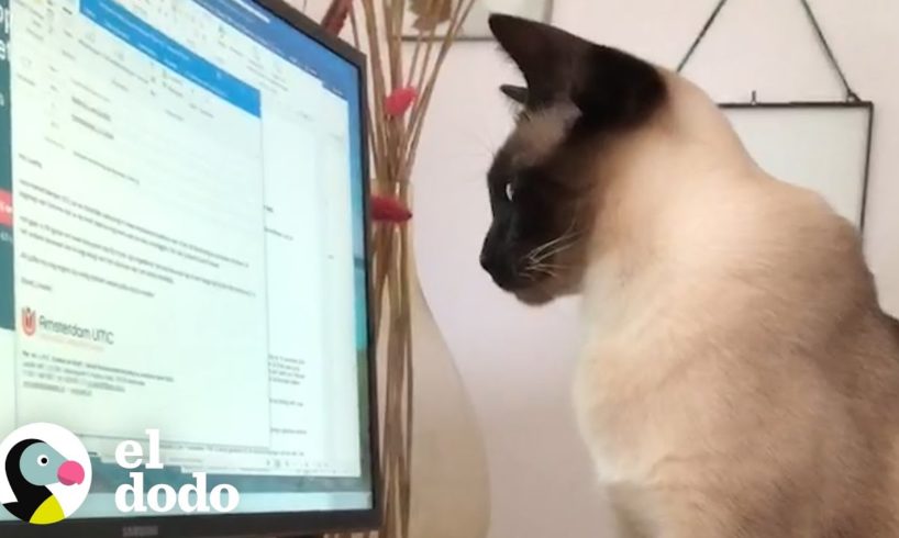 Trabajar desde casa con mascotas I El Dodo