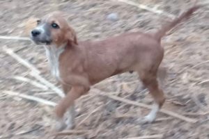 funny cutest puppies