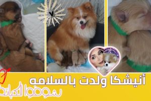 أخيرا ولدت أنيشكا  - Our Pomeranian gave birth to the cutest puppies