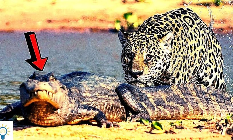 10 CRAZIEST ANIMAL FIGHTS CAUGHT ON CAMERA