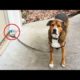 Funniest Animals ? - Best Of The 2020 Funny Animal Videos ? - Cutest Animals Ever