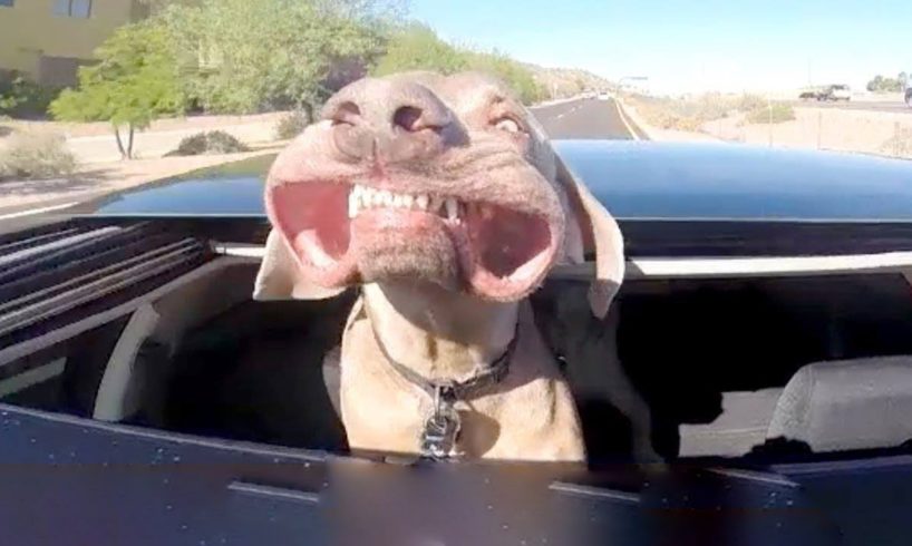 Funniest Animals ? - Best Of The 2020 Funny Animal Videos ? - Cutest Animals Ever