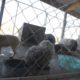 180+ Animals Rescued - Suspected Arkansas Puppy Mill