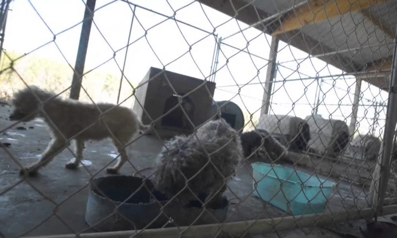 180+ Animals Rescued - Suspected Arkansas Puppy Mill