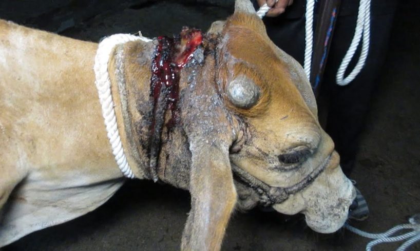 Abandoned bull's harness had cut to the bone, rescued.