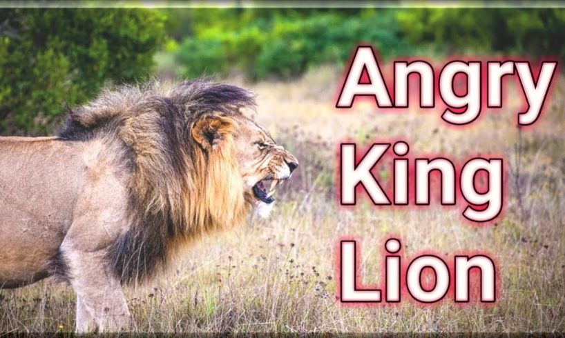 Angry Lion King The Playing Game || Animals || Martin Garrix - Animals || (Official Video)