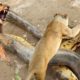 Animal fights  قتال من أجل البقاء  أسد ضد  أناكوندا  الكلاب البرية ضد الظباء معارك الحيوانات