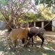 Animals playing in the bengaluru zoo. See them up
