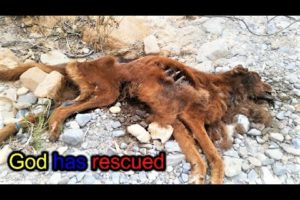 Animals rescue-god has rescued 9 puppies Their mother passed away|3 days they did not eat