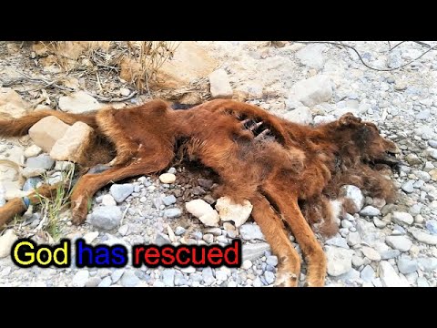 Animals rescue-god has rescued 9 puppies Their mother passed away|3 days they did not eat