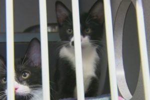 Animals rescued from shelters in Louisiana ready for adoption