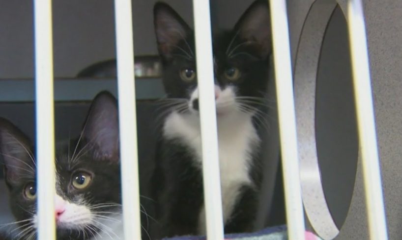 Animals rescued from shelters in Louisiana ready for adoption