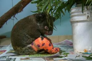 Australian Woman Who Rescued Koala From Wildfire Visits Animal Shelter Where It's Recovering