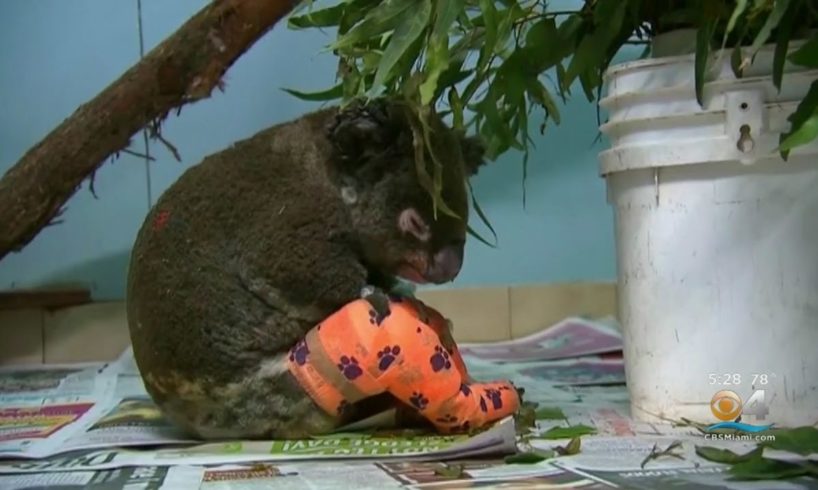 Australian Woman Who Rescued Koala From Wildfire Visits Animal Shelter Where It's Recovering