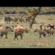 Best wild dogs attacks lion - Wild Animal Fights!