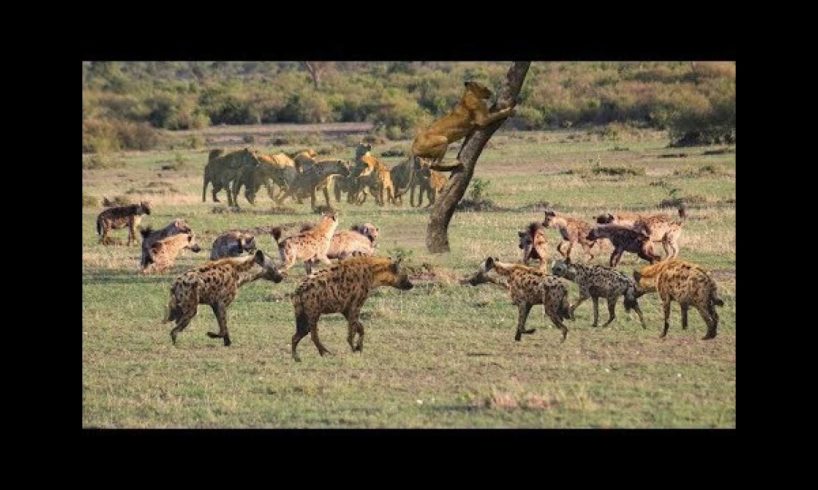 Best wild dogs attacks lion - Wild Animal Fights!