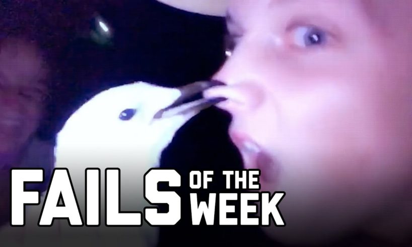 Bird is the Word: Fails of the Week (August 2020) | FailArmy