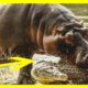 CRAZIEST Animal Fights Caught On Camera- Amazing Hippo Vs Hyena Fighting