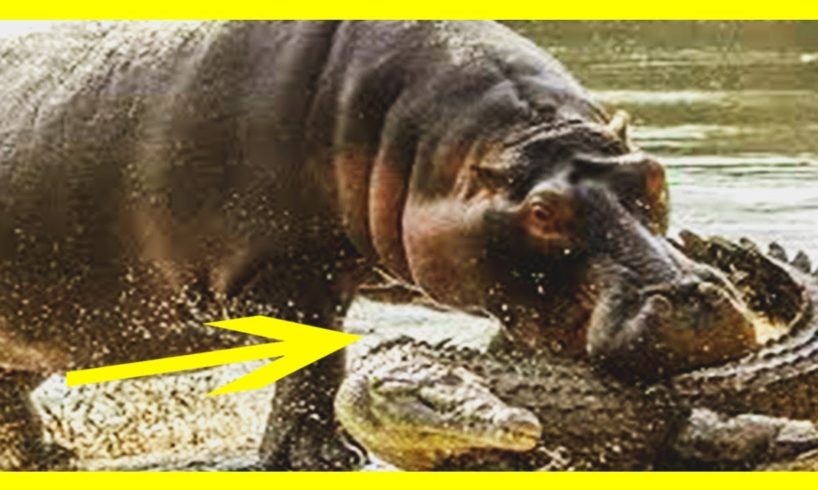 CRAZIEST Animal Fights Caught On Camera- Amazing Hippo Vs Hyena Fighting