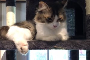 Cranky Prim Babysits The Cutest Kittens & Leia Not Happy With Mirror Kitten - Easter Kittens