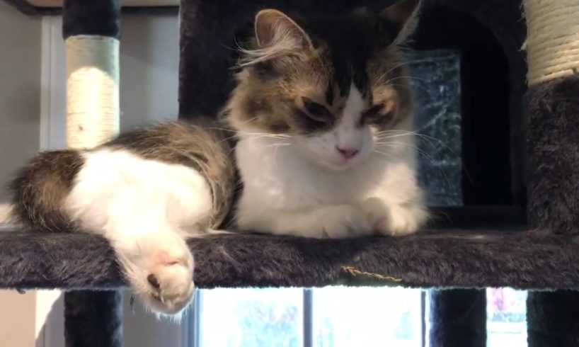Cranky Prim Babysits The Cutest Kittens & Leia Not Happy With Mirror Kitten - Easter Kittens
