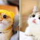 ? Cute Kittens Doing Funny Things 2020 ? #5  Cutest Cats