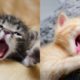 Cute Kittens Doing Funny Things 2020 ? #7  Cutest Cats