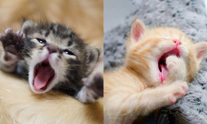Cute Kittens Doing Funny Things 2020 ? #7  Cutest Cats