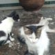 Cute kittens plays with me funny moments