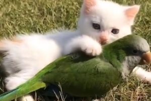 Cutest Kitten And Parrot Make The Perfect Duo Ever