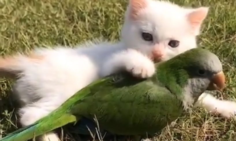 Cutest Kitten And Parrot Make The Perfect Duo Ever