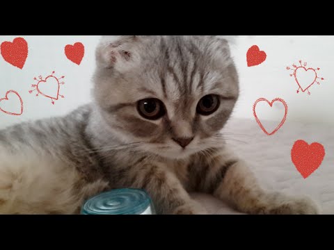 Cutest Kitten Ever / 귀여운 새끼고양이
