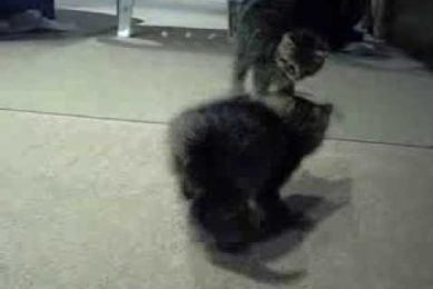 Cutest Kitten Going Crazy!