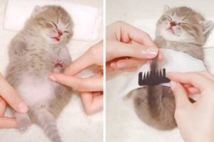 Cutest Kitten Really Enjoys Her Spa Time