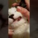 Cutest Kitten's Loose Tooth
