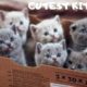 Cutest Kittens Compilation 2020 | Funny and Best Kitten Videos EVER | Kittens watch television!