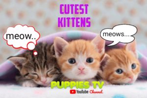 Cutest Kittens || Puppies Compilations 23 || Funniest Animals || Puppies TV