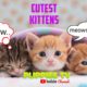 Cutest Kittens || Puppies Compilations 23 || Funniest Animals || Puppies TV