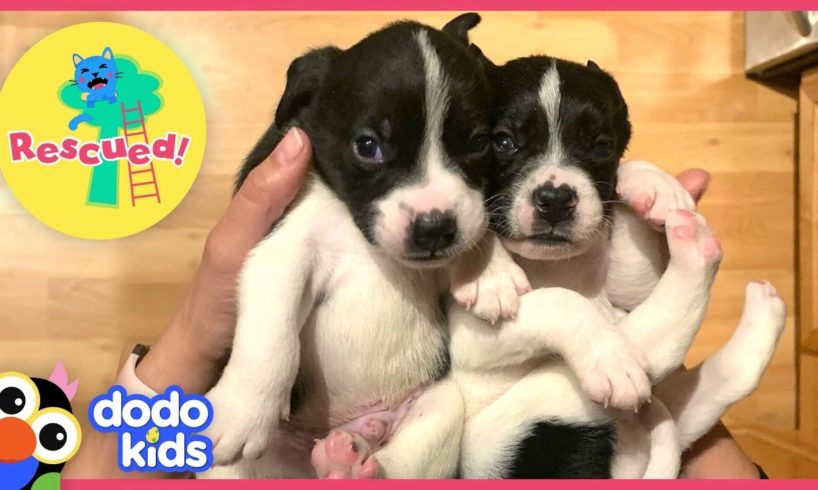 Cutest Little Puppies Rescued Out Of Cardboard Box | Animal Videos For Kids | Dodo Kids