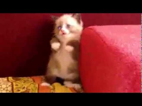 Cutest kitten Ever scared :(