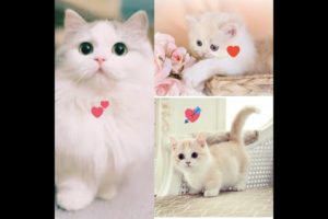 Cutest kittens playing😊🐱 || Funny Cats compilation😂